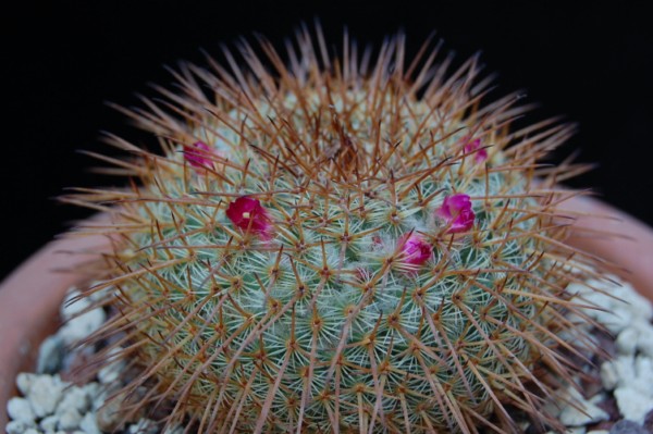 Mammillaria aff. flavicentra ROG 138