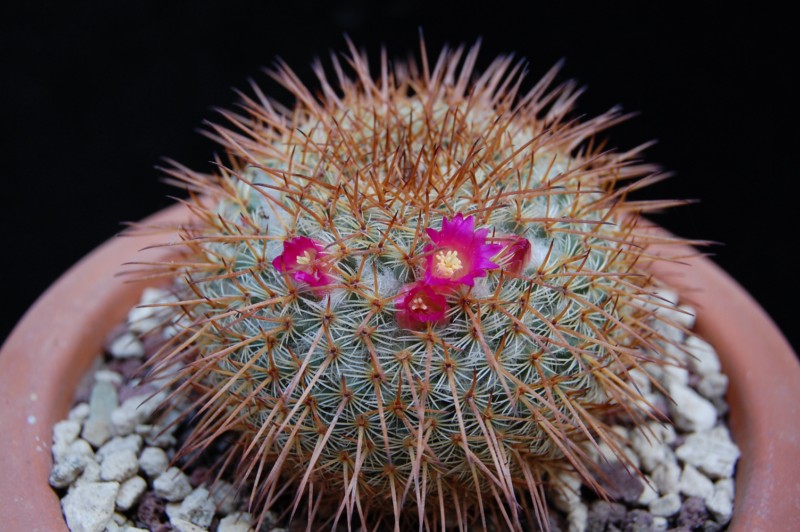 Mammillaria aff. flavicentra ROG 138