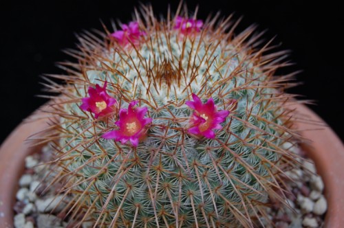 Mammillaria aff. flavicentra ROG 138