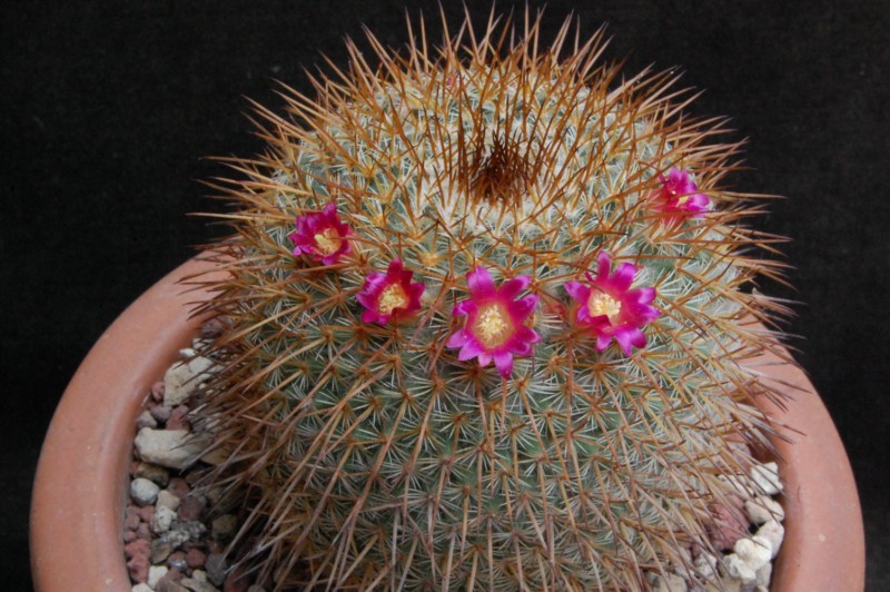 Mammillaria aff. flavicentra ROG 138