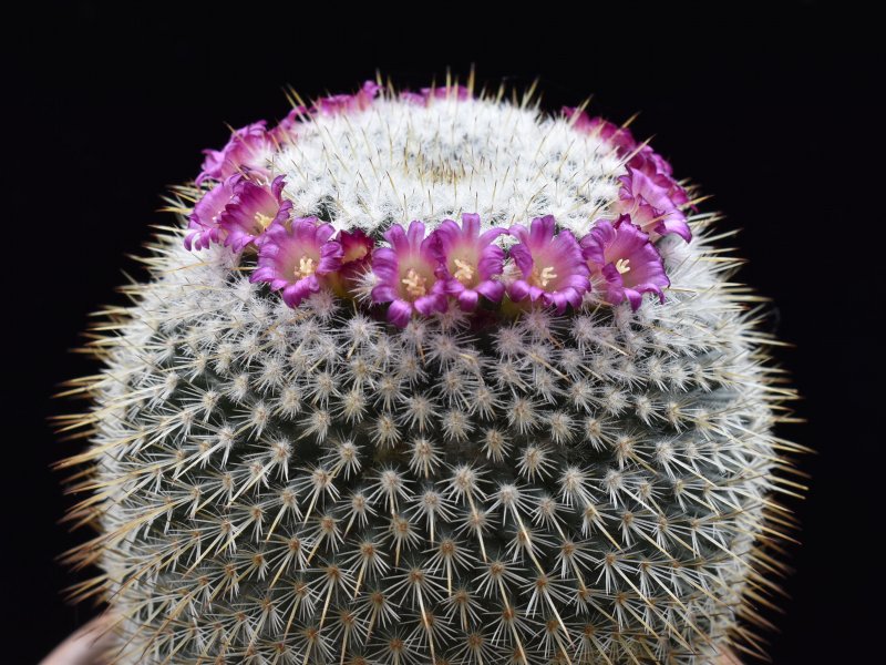 mammillaria aff. conspicua