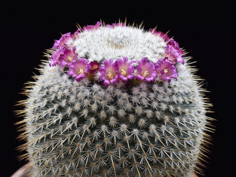 Mammillaria aff. conspicua ROG 351