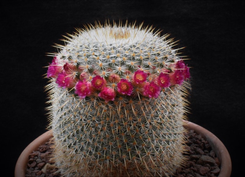 mammillaria aff. flavicentra