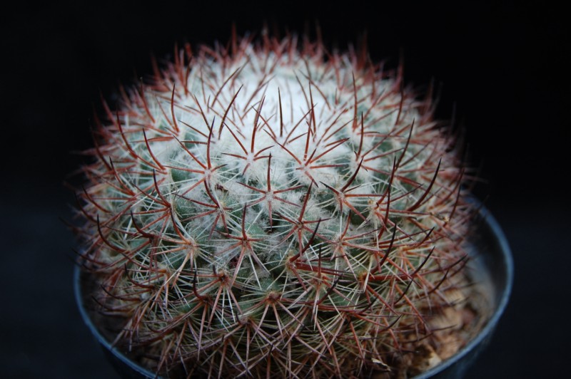 Mammillaria verticealba ROG 209