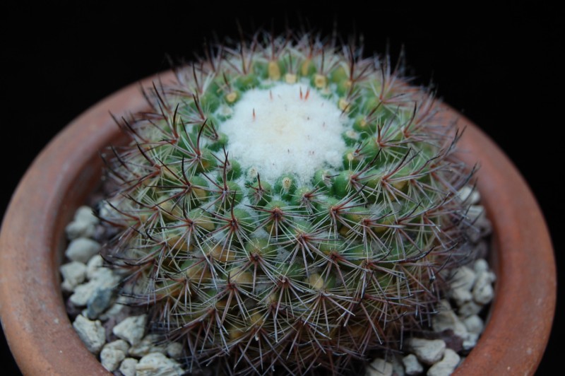 Mammillaria verticealba ROG 209