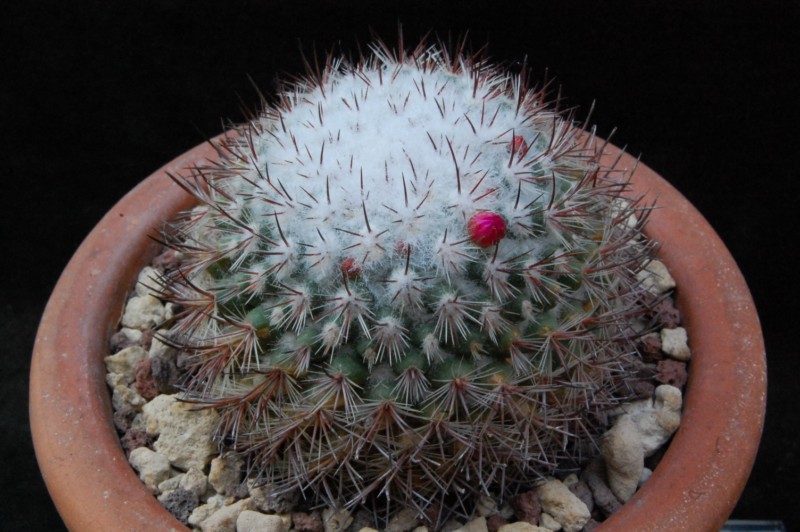 Mammillaria verticealba ROG 209