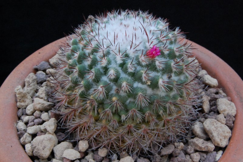 Mammillaria verticealba ROG 209