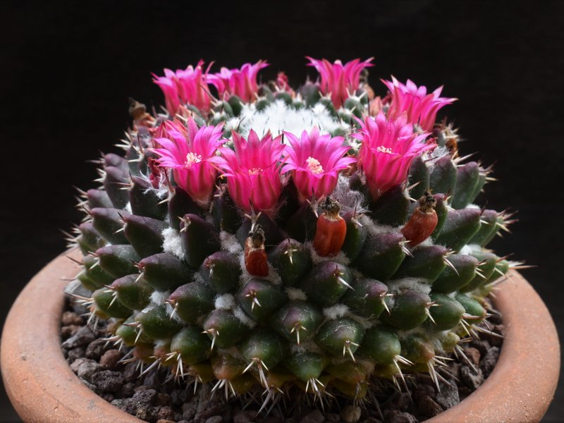 Mammillaria priessnitzii Z 100