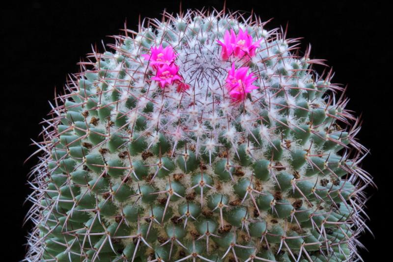 Mammillaria polythele 