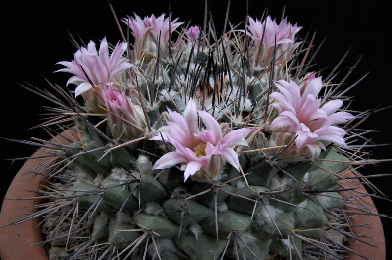 Mammillaria melanocentra v. rosea REP 1218a