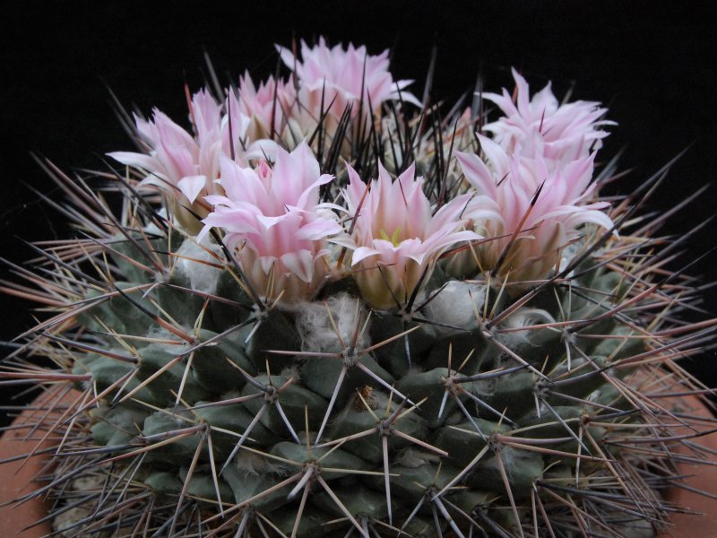 Mammillaria melanocentra v. rosea REP 1218a