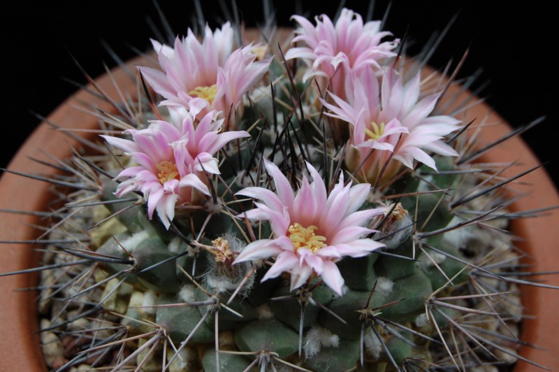 Mammillaria melanocentra v. rosea REP 1218a