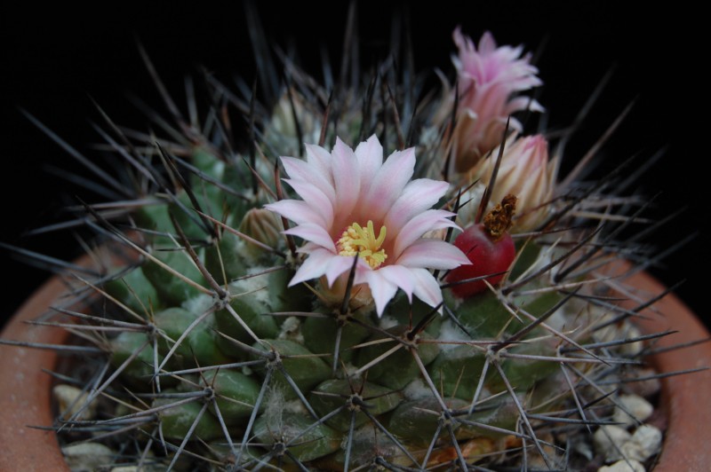 Mammillaria melanocentra v. rosea REP 1218a