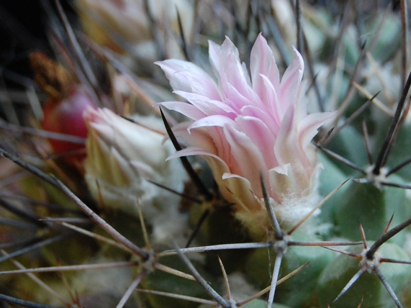 Mammillaria melanocentra v. rosea REP 1218a