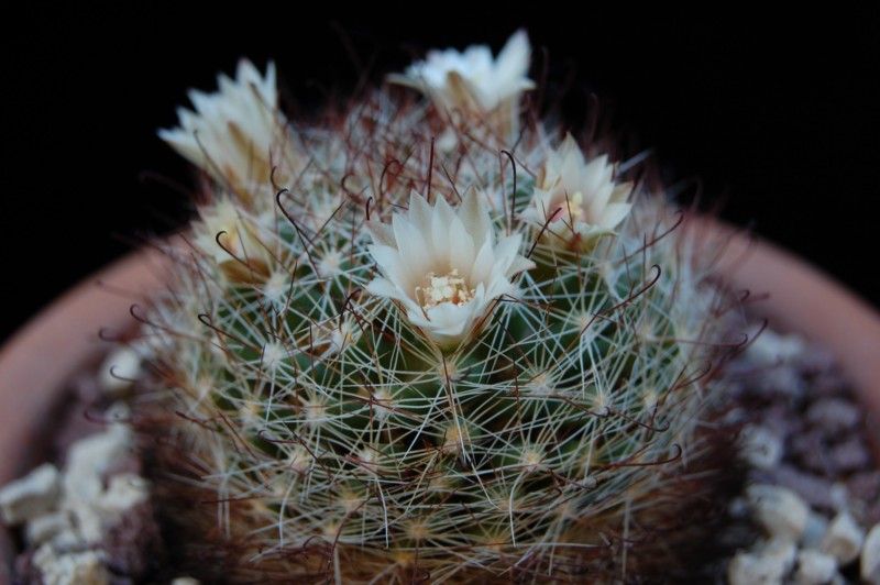 Mammillaria mathildae ML 287