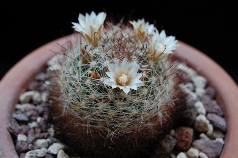 Mammillaria mathildae ML 287