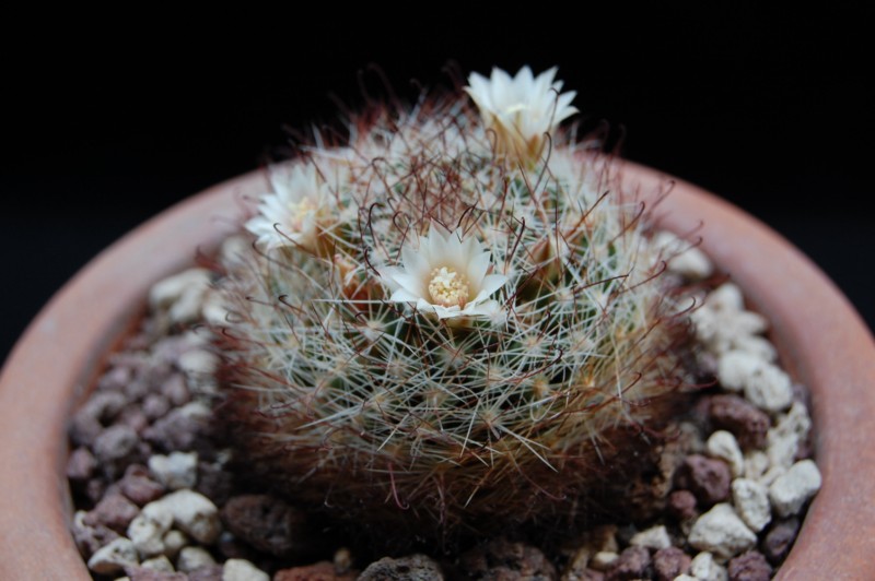 Mammillaria mathildae ML 287