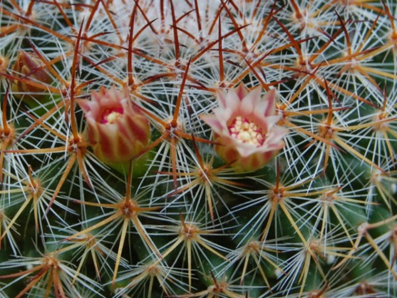 Mammillaria wiesingeri 