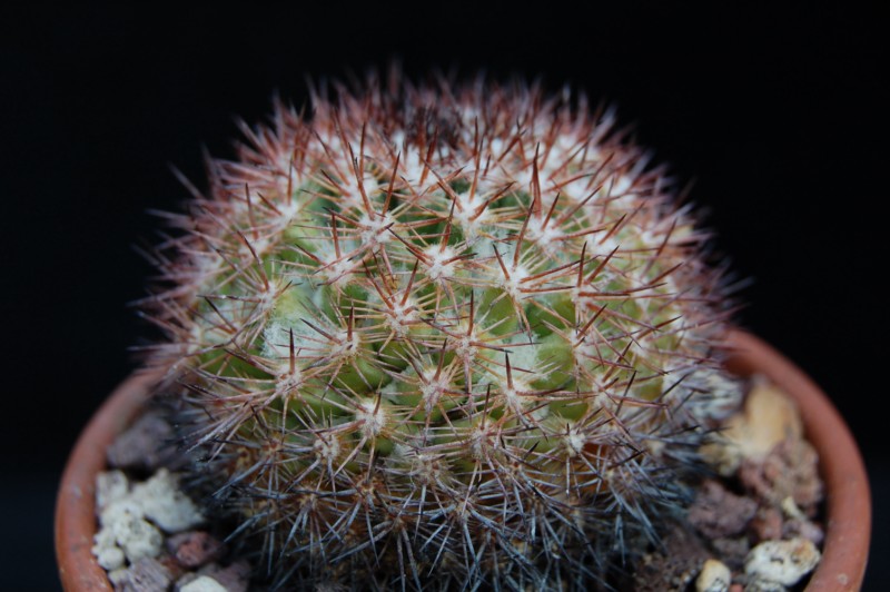 Mammillaria simplex 