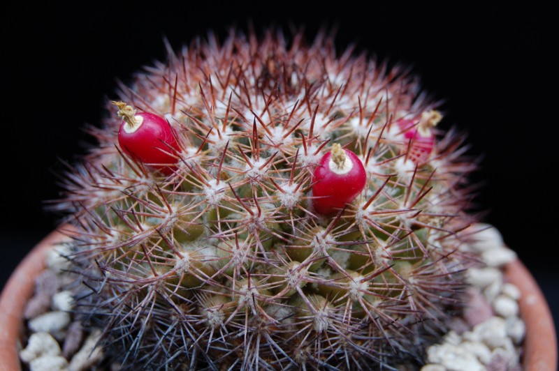 Mammillaria simplex 