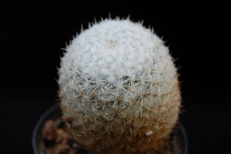 Mammillaria monticola REP 783