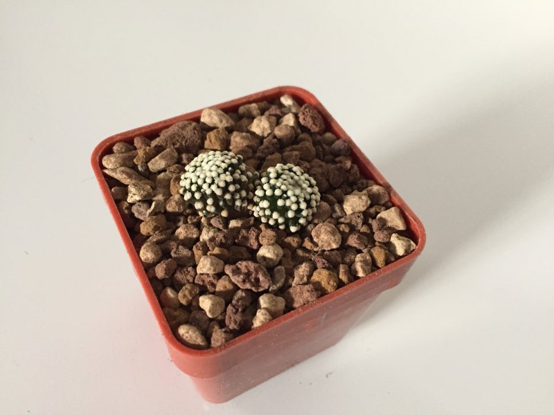 Mammillaria luethyi 