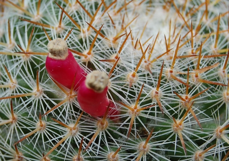 Mammillaria haageana ssp. acultzingensis ROG 257