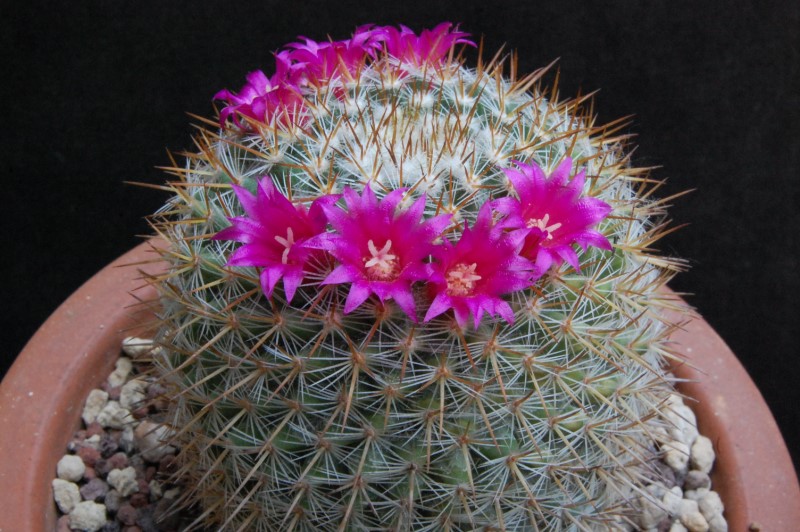 Mammillaria haageana ssp. acultzingensis ROG 257