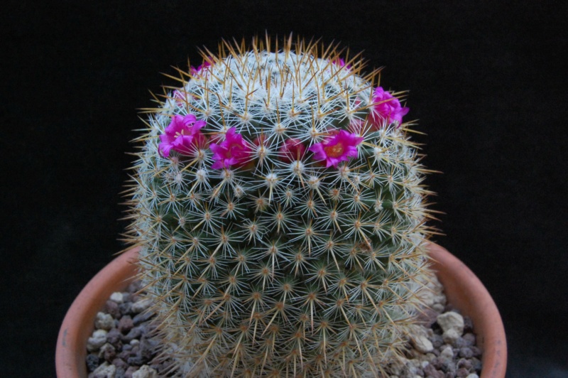 Mammillaria haageana ssp. acultzingensis ROG 257