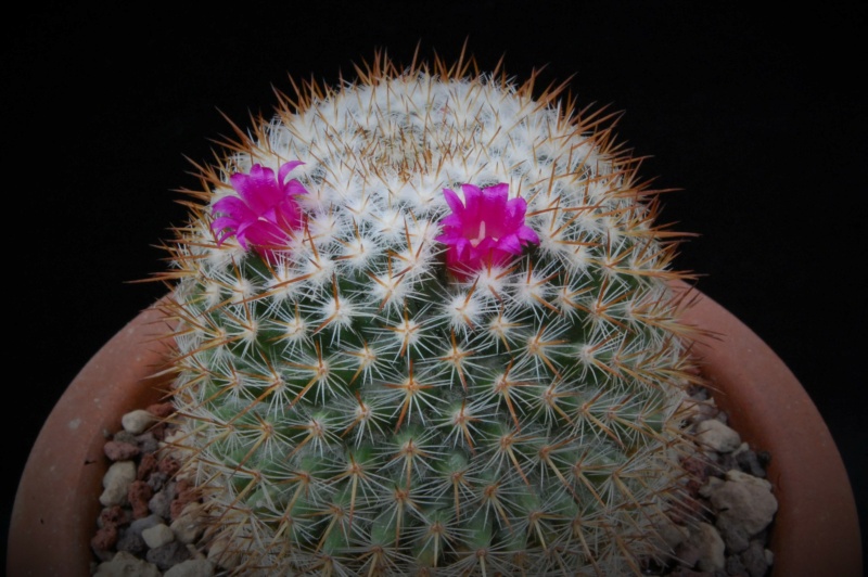 Mammillaria haageana ssp. acultzingensis ROG 257