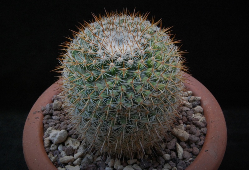 Mammillaria haageana ssp. acultzingensis ROG 257