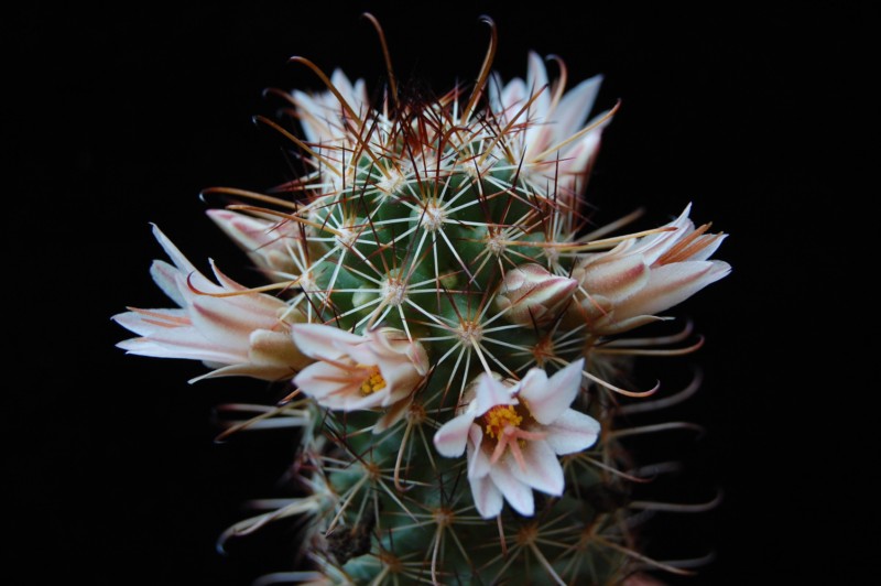 Mammillaria capensis 