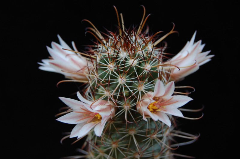 Mammillaria capensis 