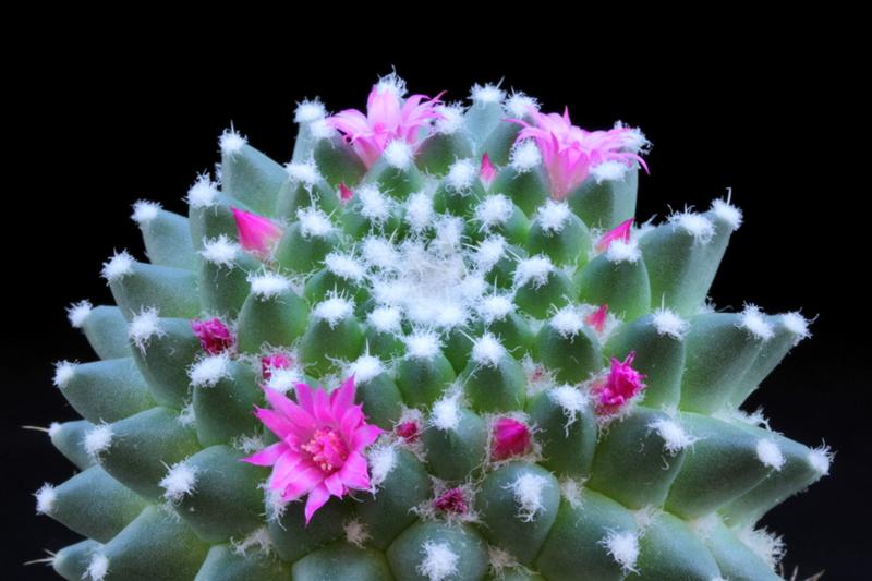 Mammillaria polythele cv. nuda 