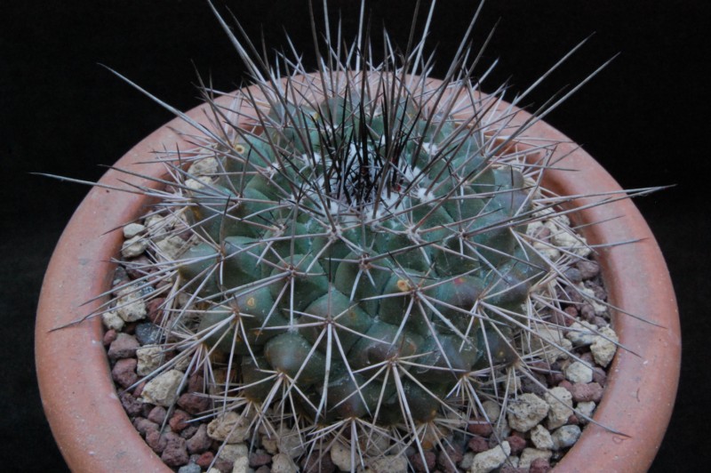 Mammillaria craigii ROG 637