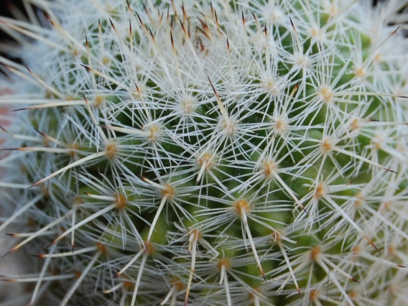 Mammillaria morganiana ML 487