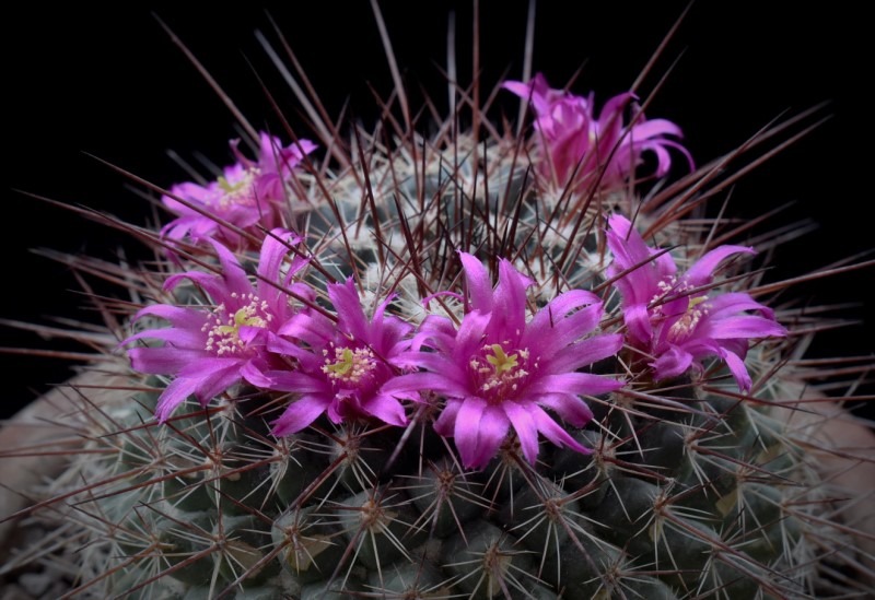 Mammillaria hertrichiana ROG 696