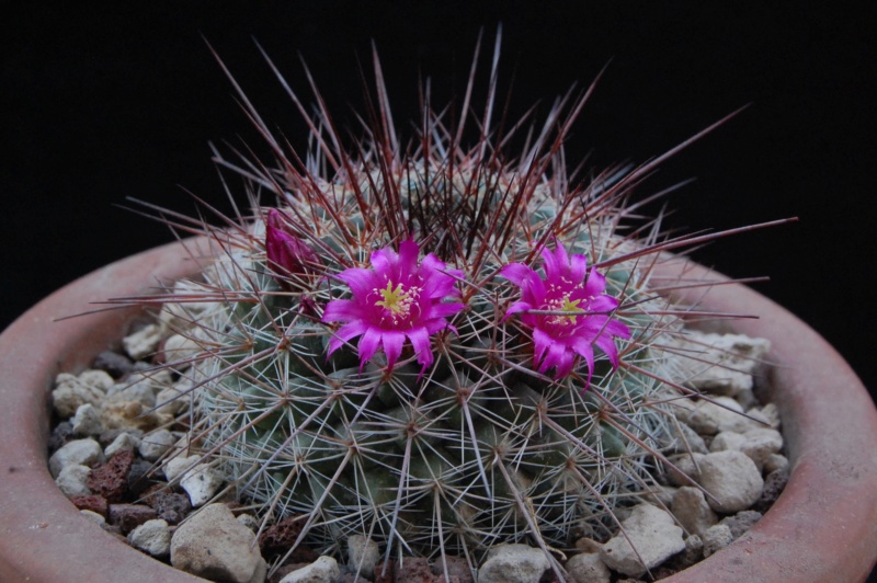 Mammillaria hertrichiana ROG 696