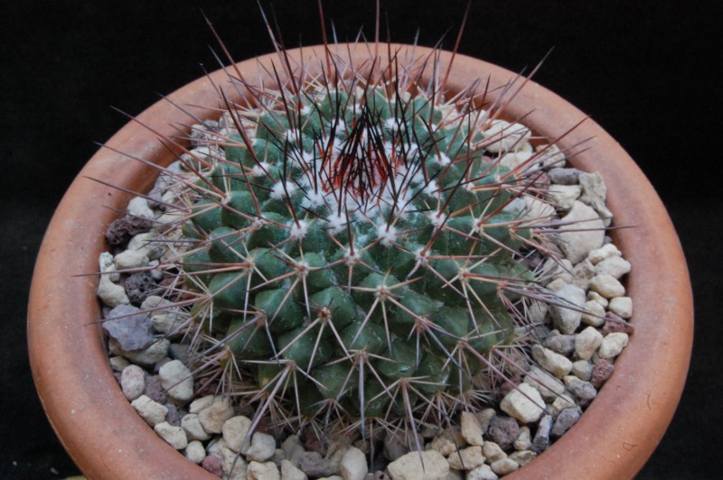 Mammillaria craigii MH 02/90