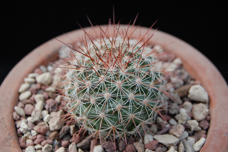 Mammillaria hertrichiana ROG 696