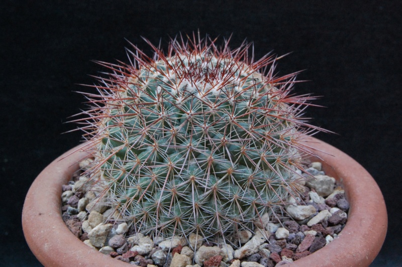 Mammillaria hertrichiana ROG 696