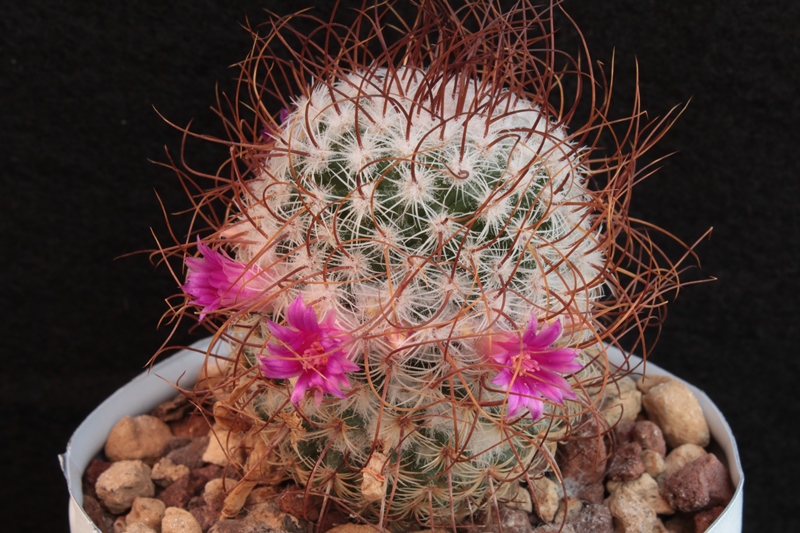 Mammillaria huitzilopochtli ssp. niduliformis 