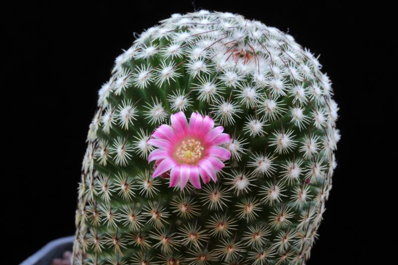 Mammillaria matudae 