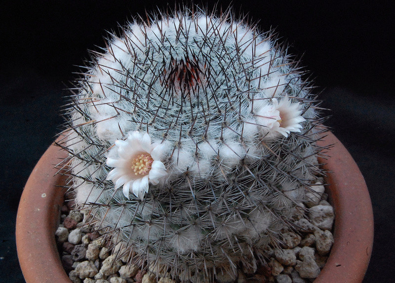 Mammillaria chionocephala ROG 091