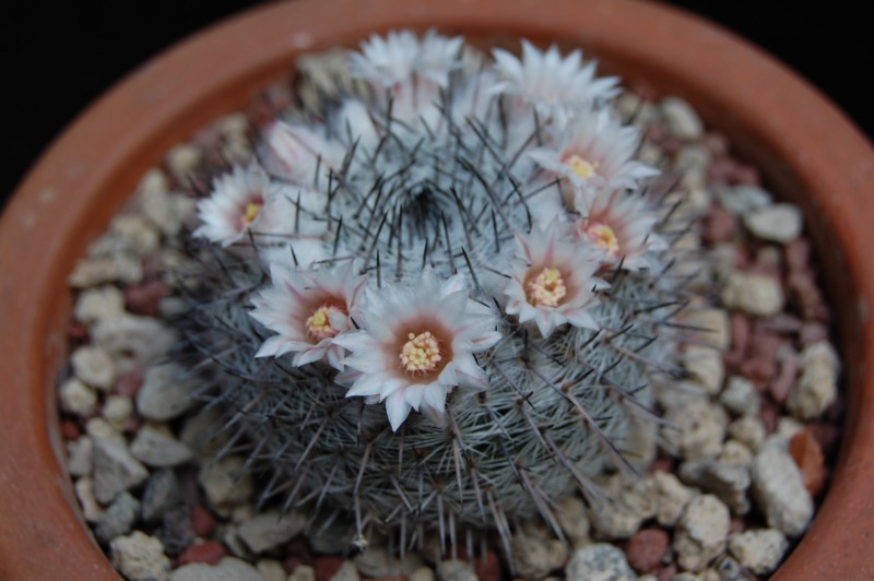 Mammillaria chionocephala ROG 091