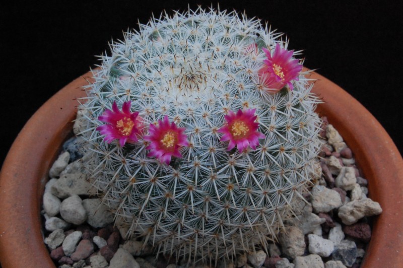 Mammillaria noureddineana MBF 157