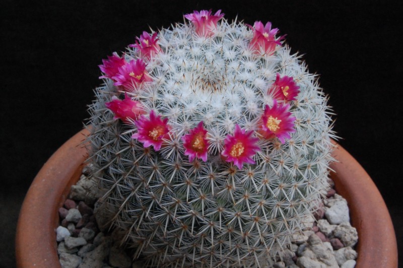 Mammillaria noureddineana MBF 157