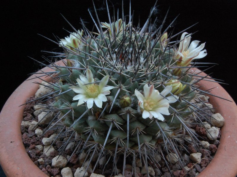 Mammillaria linaresensis 