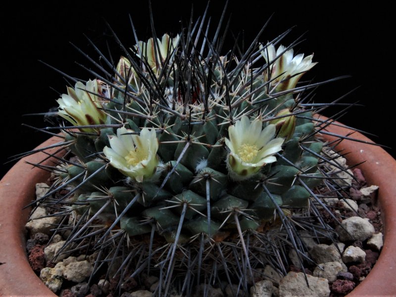 Mammillaria melanocentra ssp. linaresensis 