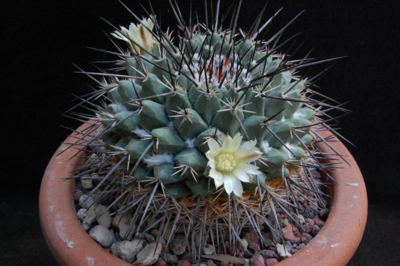 Mammillaria melanocentra ssp. linaresensis 